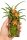 Ceratostylis retisquama – Mini-Orchidee auf Kork, Terrariumpflanze