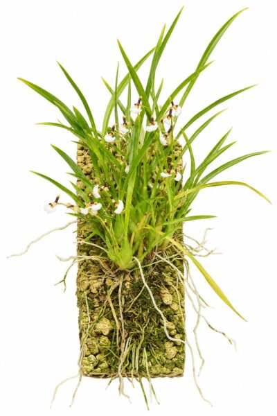 Sigmatostalis radicans – Mini-Orchidee auf Kork, 14 cm, für Terrarien