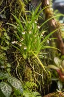 Sigmatostalis radicans – Mini-Orchidee auf Kork, 14 cm, für Terrarien