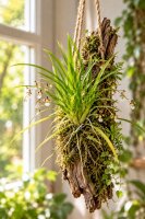 Sigmatostalis radicans – Mini-Orchidee auf Kork, 14 cm, für Terrarien