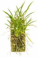 Stigmatostylix radicans