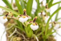 Stigmatostylix radicans