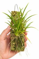 Stigmatostylix radicans