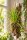 Sigmatostalis radicans – Mini-Orchidee auf Kork, 14 cm, für Terrarien
