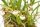 Stigmatostylix radicans