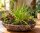 Stigmatostylix radicans