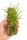 Stigmatostylix radicans