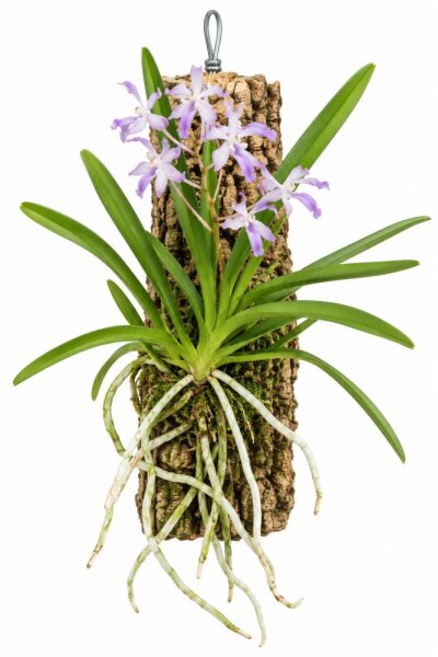 Neostylis Lou Sneary – Orchidee auf Kork, 14 cm, zum Aufhängen