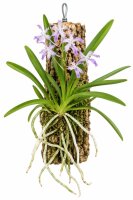 Neostylis Lou Sneary – Orchidee auf Kork, 14 cm, zum Aufhängen