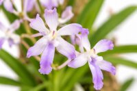 Neostylis Lou Sneary – Orchidee auf Kork, 14 cm, zum Aufhängen