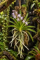 Neostylis Lou Sneary – Orchidee auf Kork, 14 cm, zum Aufhängen
