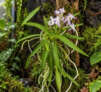 Neostylis Lou Sneary – Orchidee auf Kork, 14 cm, zum Aufhängen
