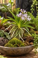 Neostylis Lou Sneary – Orchidee auf Kork, 14 cm, zum Aufhängen