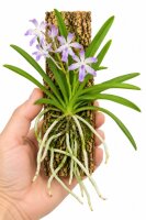 Neostylis Lou Sneary – Orchidee auf Kork, 14 cm, zum Aufhängen