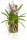 Neostylis Lou Sneary – Orchidee auf Kork, 14 cm, zum Aufhängen