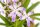 Neostylis Lou Sneary – Orchidee auf Kork, 14 cm, zum Aufhängen