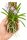Neostylis Lou Sneary – Orchidee auf Kork, 14 cm, zum Aufhängen