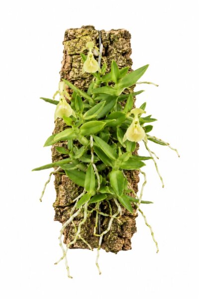 Epidendrum porpax var. alba – Mini-Orchidee auf Kork für Terrarien