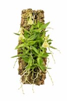 Epidendrum porpax var. alba – Mini-Orchidee auf...