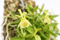 Epidendrum porpax var. alba – Mini-Orchidee auf Kork für Terrarien