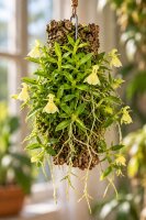 Epidendrum porpax var. alba – Mini-Orchidee auf Kork für Terrarien