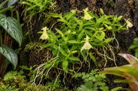 Epidendrum porpax var. alba – Mini-Orchidee auf Kork für Terrarien