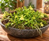 Epidendrum porpax var. alba – Mini-Orchidee auf Kork für Terrarien
