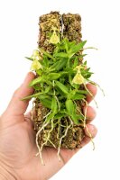 Epidendrum porpax var. alba – Mini-Orchidee auf Kork für Terrarien