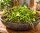 Epidendrum porpax var. alba – Mini-Orchidee auf Kork für Terrarien