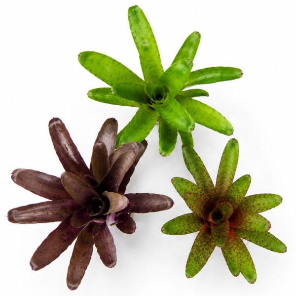 Bromelien 3er Mix ungetopft – 3 verschiedene Neoregelien 8–14 cm – tropische Bromelien für Terrarium, Deko & Zimmerpflanze
