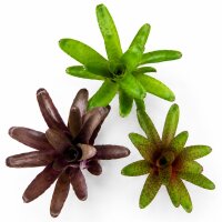 Bromelien 3er Mix ungetopft – 3 verschiedene...