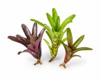 Bromelien 3er Mix ungetopft – 3 verschiedene...