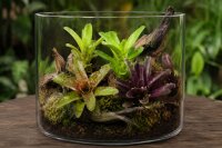 Bromelien 3er Mix ungetopft – 3 verschiedene Neoregelien 8–14 cm – tropische Bromelien für Terrarium, Deko & Zimmerpflanze