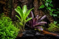 Bromelien 3er Mix ungetopft – 3 verschiedene Neoregelien 8–14 cm – tropische Bromelien für Terrarium, Deko & Zimmerpflanze