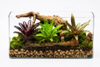 Bromelien 3er Mix ungetopft – 3 verschiedene Neoregelien 8–14 cm – tropische Bromelien für Terrarium, Deko & Zimmerpflanze