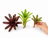 Bromelien 3er Mix ungetopft – 3 verschiedene Neoregelien 8–14 cm – tropische Bromelien für Terrarium, Deko & Zimmerpflanze