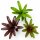 Bromelien 3er Mix ungetopft – 3 verschiedene Neoregelien 8–14 cm – tropische Bromelien für Terrarium, Deko & Zimmerpflanze