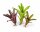 Bromelien 3er Mix ungetopft – 3 verschiedene Neoregelien 8–14 cm – tropische Bromelien für Terrarium, Deko & Zimmerpflanze