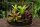 Bromelien 3er Mix ungetopft – 3 verschiedene Neoregelien 8–14 cm – tropische Bromelien für Terrarium, Deko & Zimmerpflanze
