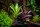 Bromelien 3er Mix ungetopft – 3 verschiedene Neoregelien 8–14 cm – tropische Bromelien für Terrarium, Deko & Zimmerpflanze