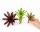 Bromelien 3er Mix ungetopft – 3 verschiedene Neoregelien 8–14 cm – tropische Bromelien für Terrarium, Deko & Zimmerpflanze