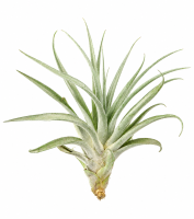 Tillandsia capitata L ca. 18 cm – große...