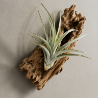 Tillandsia capitata L ca. 18 cm – große Luftpflanze / Air Plant aus Gärtnereizucht – dekorative Tillandsie für Terrarium, DIY, Holz, Glas & Pflanzenarrangements