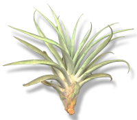 Tillandsia capitata L