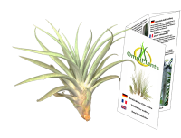 Tillandsia capitata L