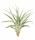 Tillandsia capitata L ca. 18 cm – große Luftpflanze / Air Plant aus Gärtnereizucht – dekorative Tillandsie für Terrarium, DIY, Holz, Glas & Pflanzenarrangements