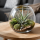 Tillandsia capitata L ca. 18 cm – große Luftpflanze / Air Plant aus Gärtnereizucht – dekorative Tillandsie für Terrarium, DIY, Holz, Glas & Pflanzenarrangements