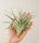 Tillandsia capitata L ca. 18 cm – große Luftpflanze / Air Plant aus Gärtnereizucht – dekorative Tillandsie für Terrarium, DIY, Holz, Glas & Pflanzenarrangements