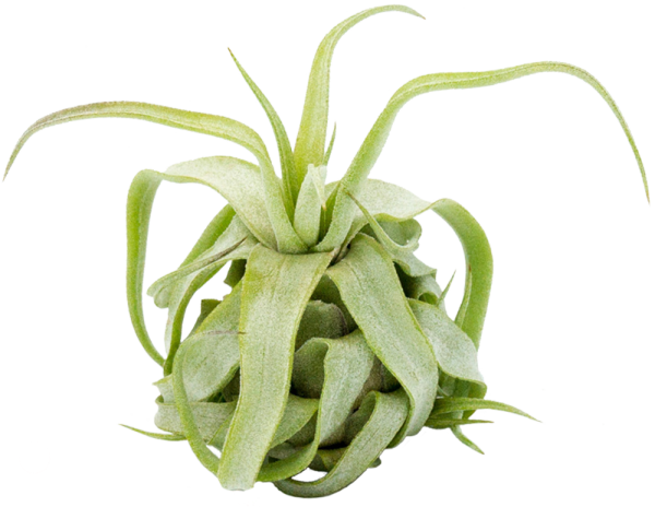 Tillandsia streptophylla M, Tillandsien, Bromeliengewächs