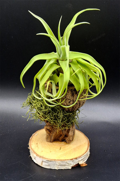 Tillandsia streptophylla, Tillandsien, Bromeliengewchs, 10.90